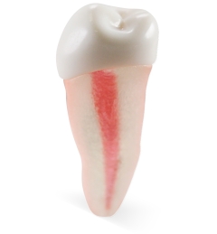 Real-T-Endo™ #29 Pre-Molar (LR5)